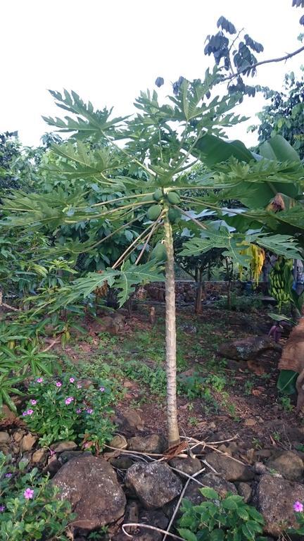 Cucuve Eco Hostal Puerto Baquerizo Moreno Ngoại thất bức ảnh