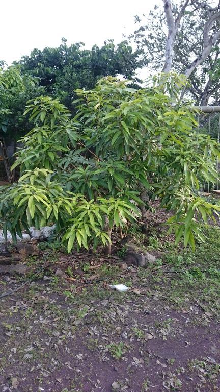 Cucuve Eco Hostal Puerto Baquerizo Moreno Ngoại thất bức ảnh